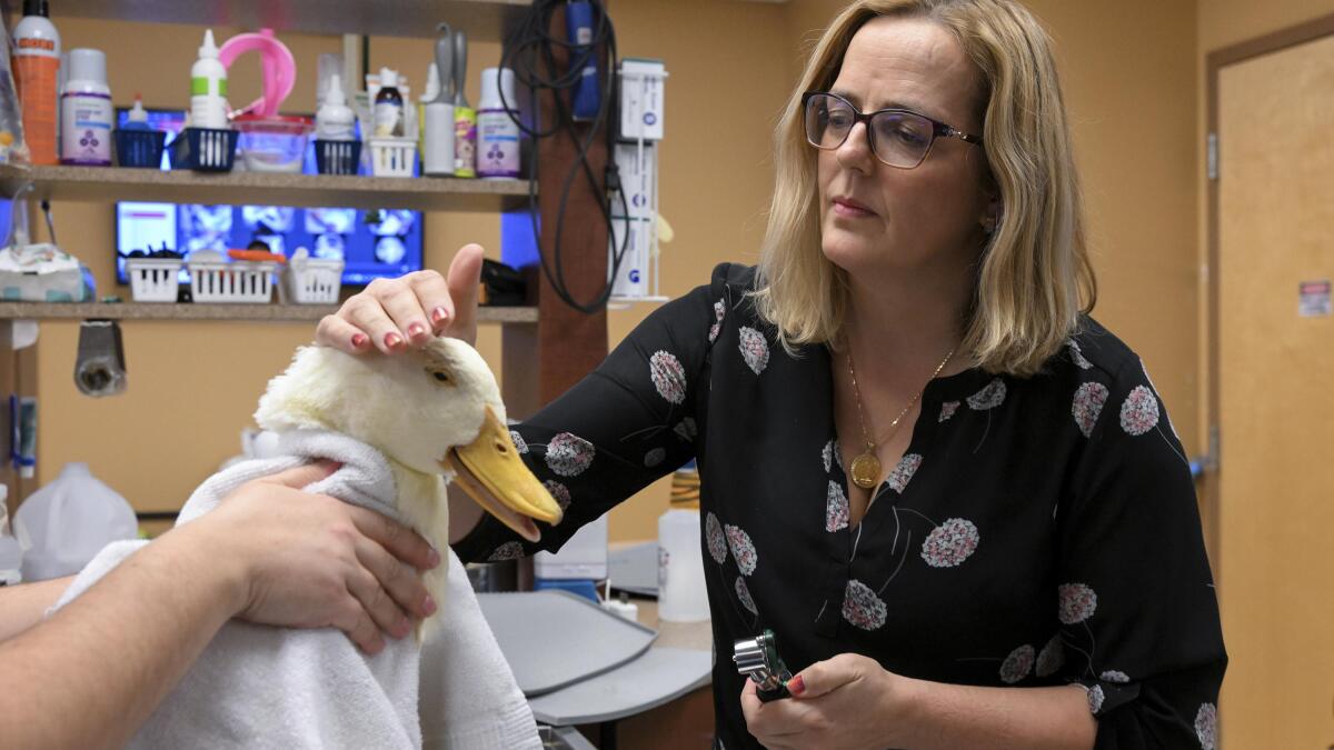 Veterinarian shop prices services